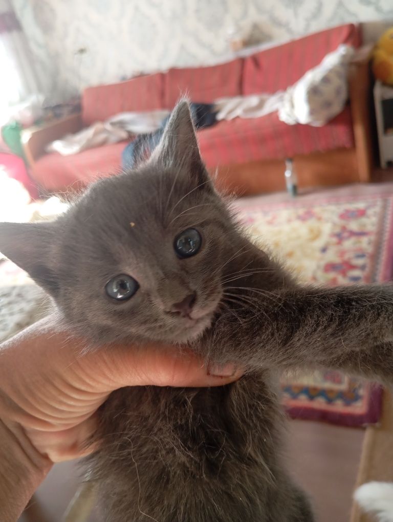 Продаются котята