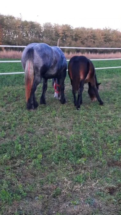 ‼️Manză semigrea de 6 luni ( iapă nu armăsar) foarte blândă‼️