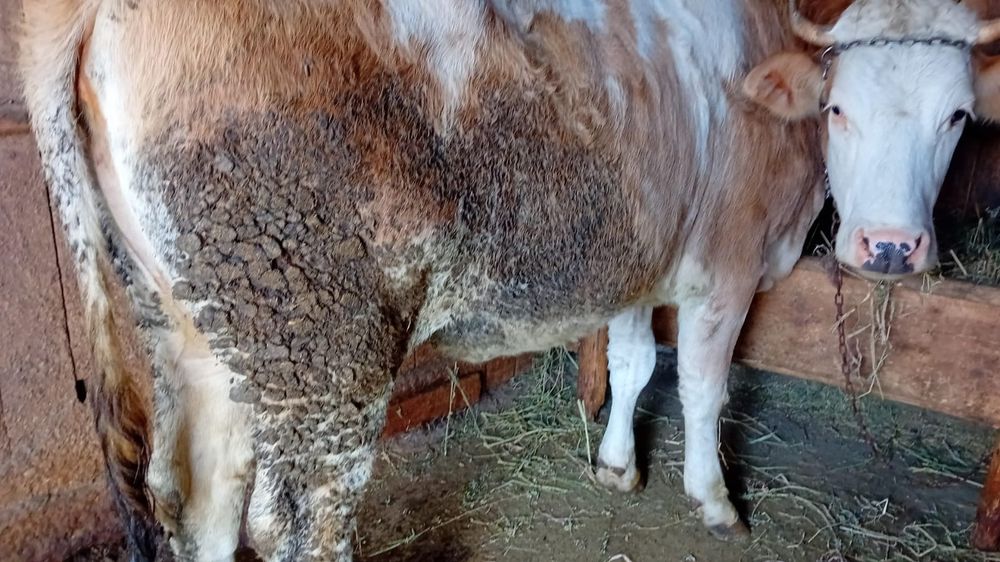 Vând 2 visele pret negociabil la telefon