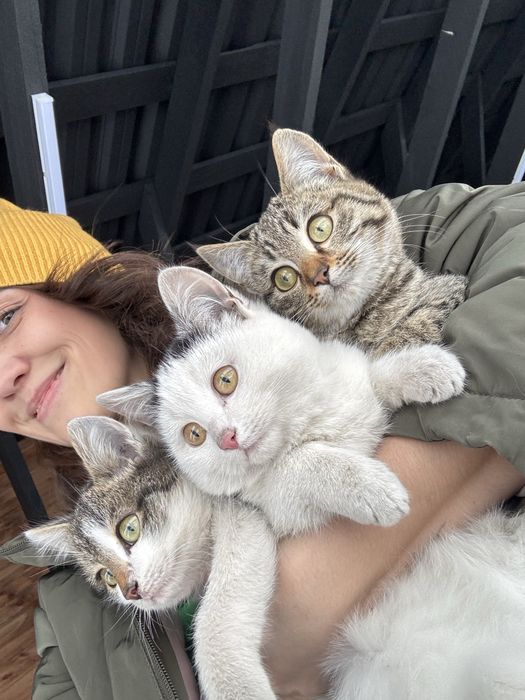 Котята в добрые руки!Пушистые, милые мордочки!