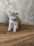 Pui Scottish Fold