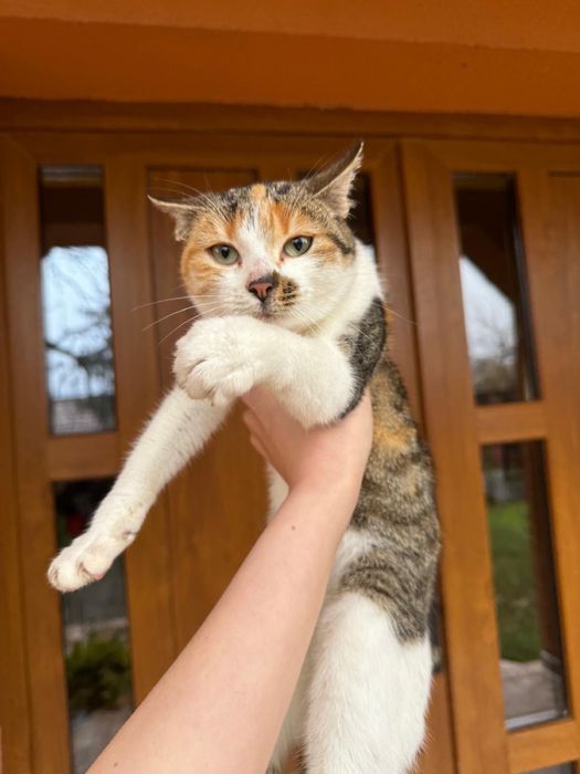 Adoptie pui de pisica