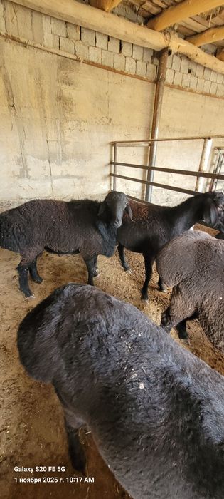 Qòchqorlar sotiladi