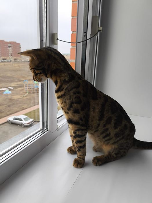 Срочно продам кошку Бенгал