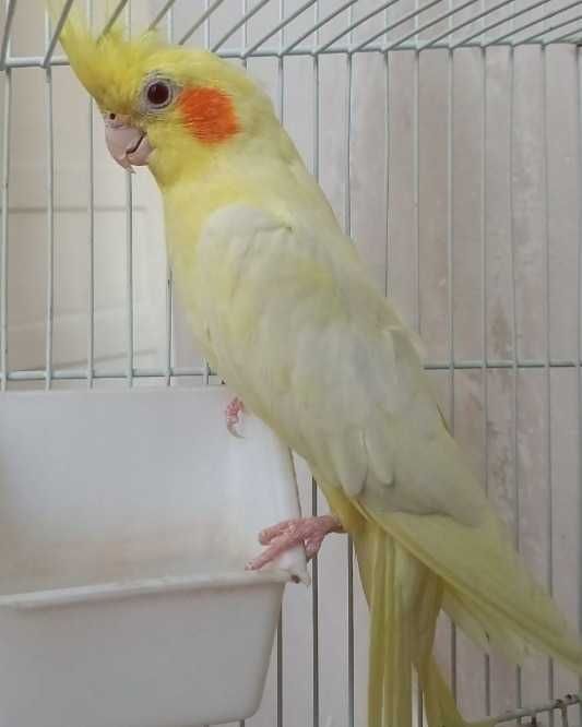 В продаже попугай кареллы