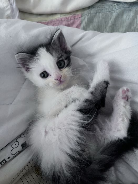 Кошка порода рагамаффин