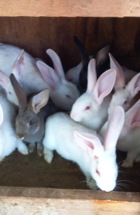 Vand iepuri Bio crescuti Natural pret atractiv