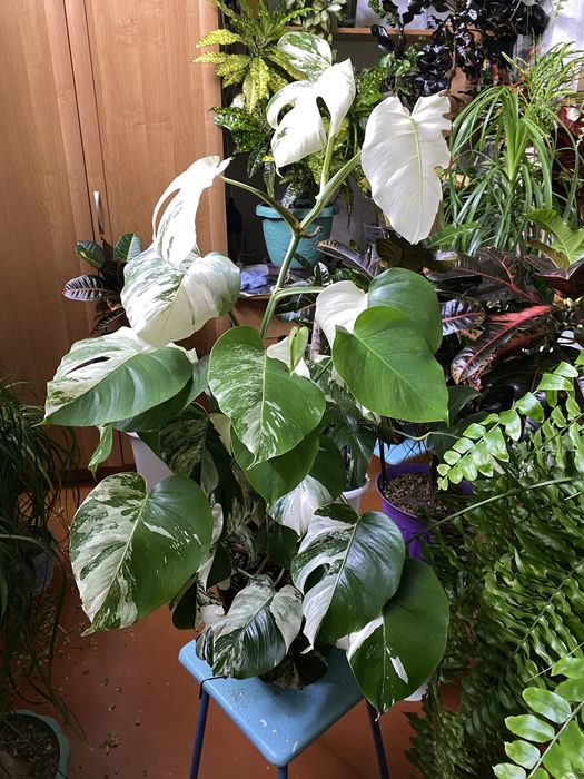 Комнатные цветы Монстера Альба