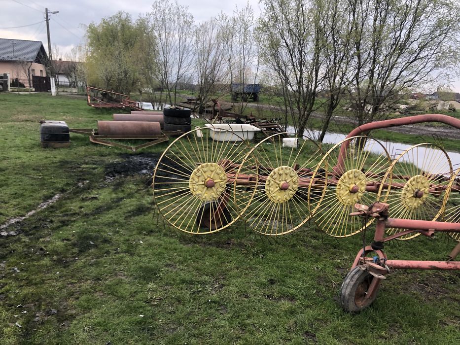 Grebla raza soarelui