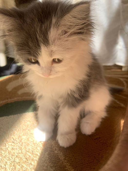 Продаётся кошка трёхмесячный порода норвежский лесной кошка  девочка .