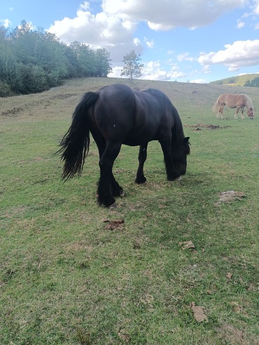 Vând 3 armăsari negri și o iapă