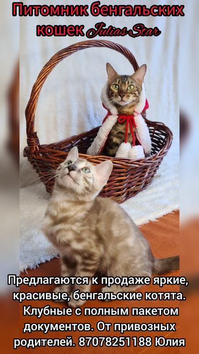 Яркие рыжие бенгальские котята