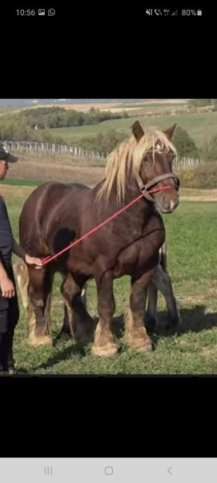 Manz de 10 luni ,nepot din Bruno, mama romaneasca ,