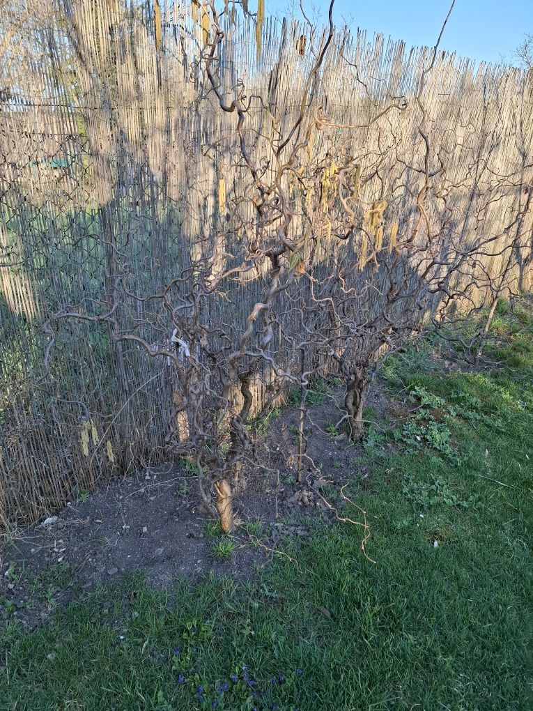 Vând Alun Cret(Cârlionțat), Roșu și Verde