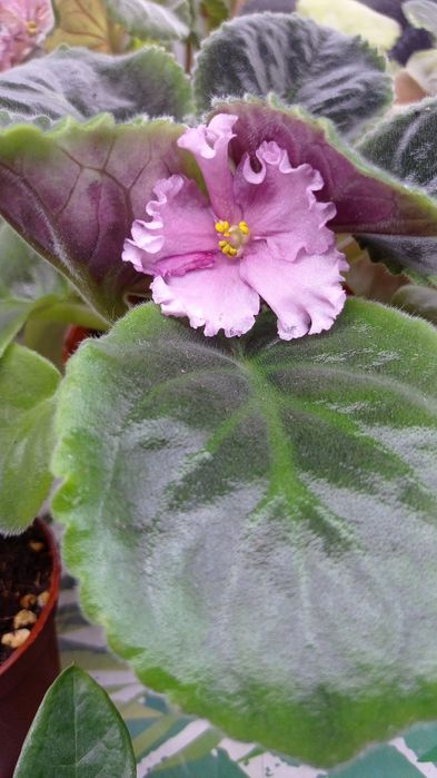 Fiyalka gullari sotuvda bor