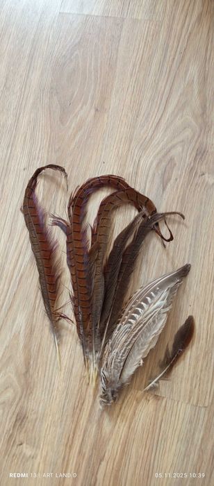 Продается Перо фазана