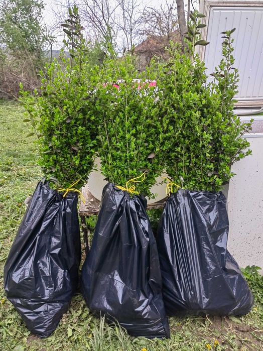 лигуструм на гол корен.височина 80-100 см.