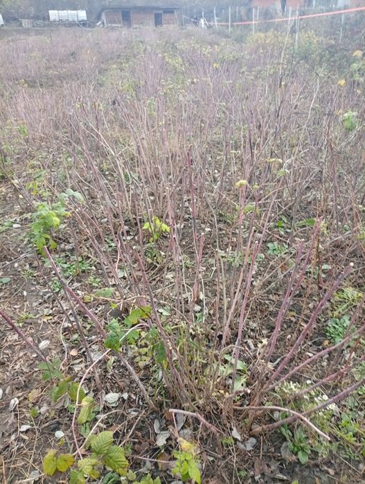 De vânzare butaci zmeură polka