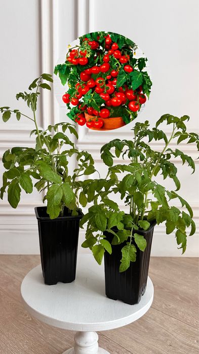 Томат «Балконное чудо»