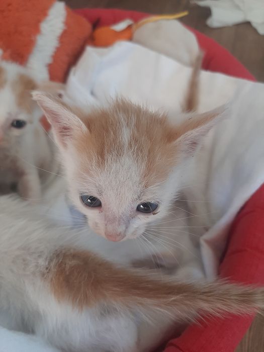 Donez pisici 3 fetite