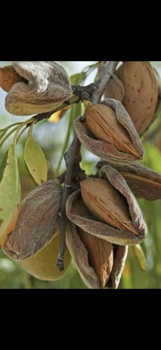 Gutui.Cires.Prun.Alun.Nuc.Paulownia.Tei.Mesteacan.Stejar.Castan.Corn