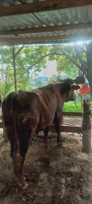 Buqa sotiladi boqildigan Бука