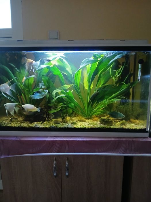 Acvariu  120l complet