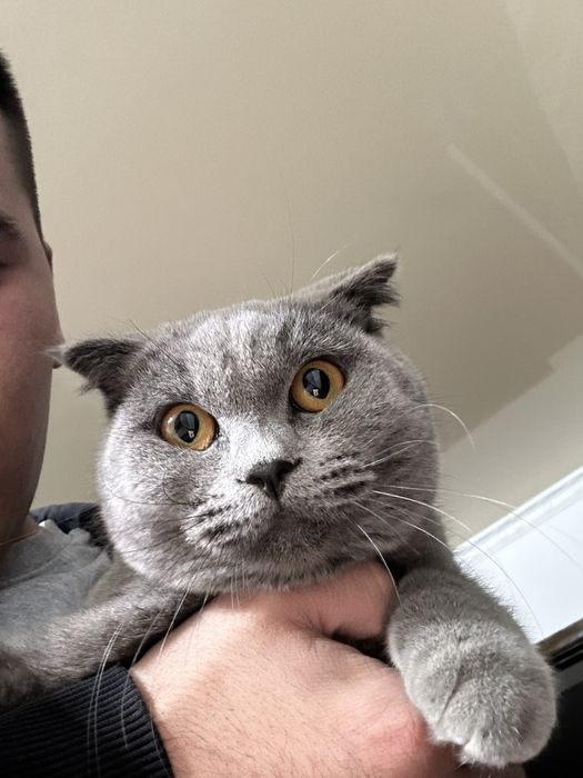 Кошка, ұрғашы мысық