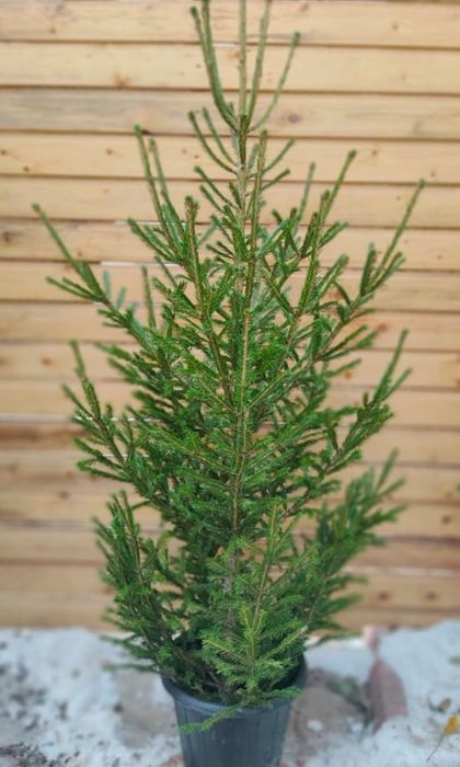 Свежесрубленная Сибирская Ель — Настоящий Хвойный Аромат Леса