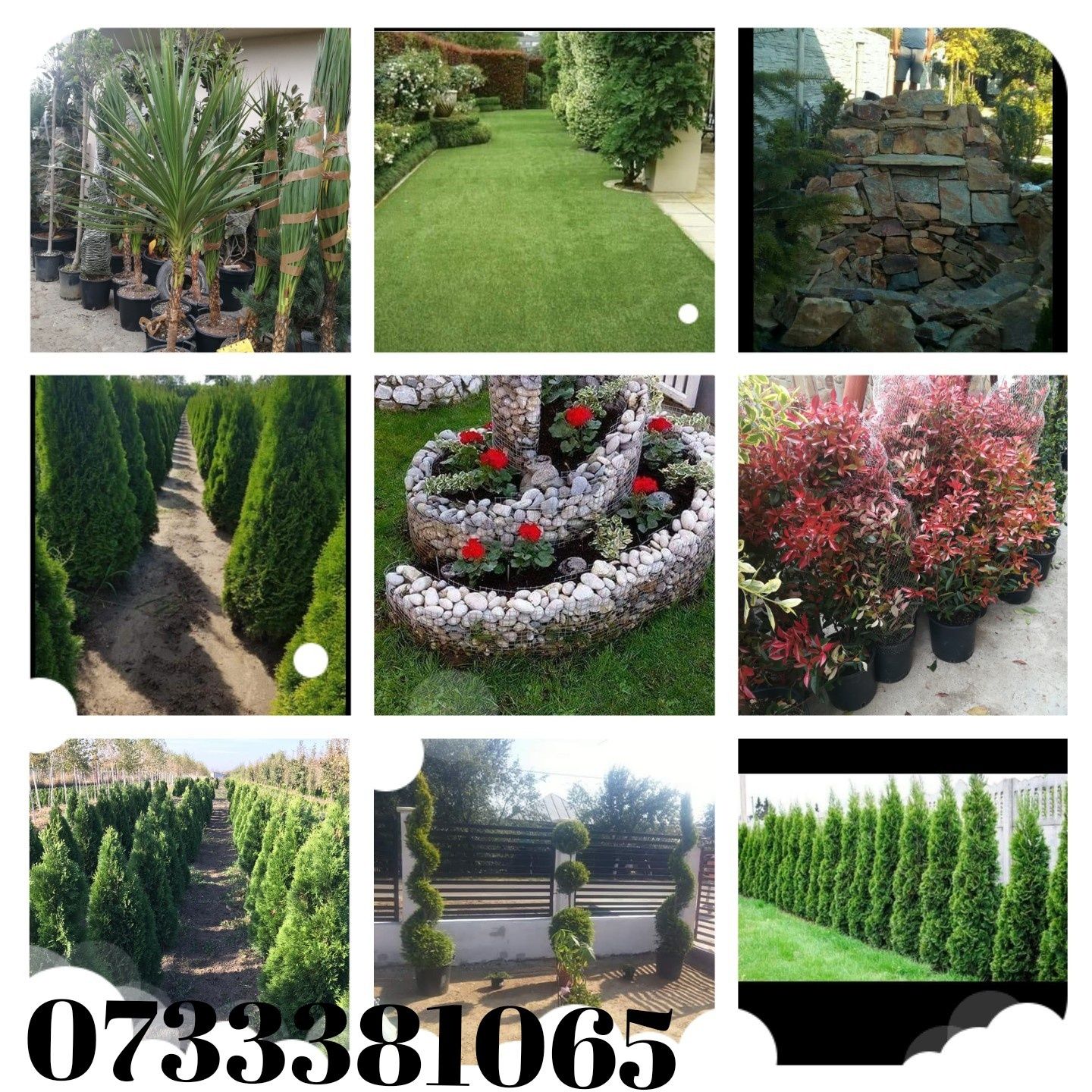 Vând plante ornamentale oriunde în țară