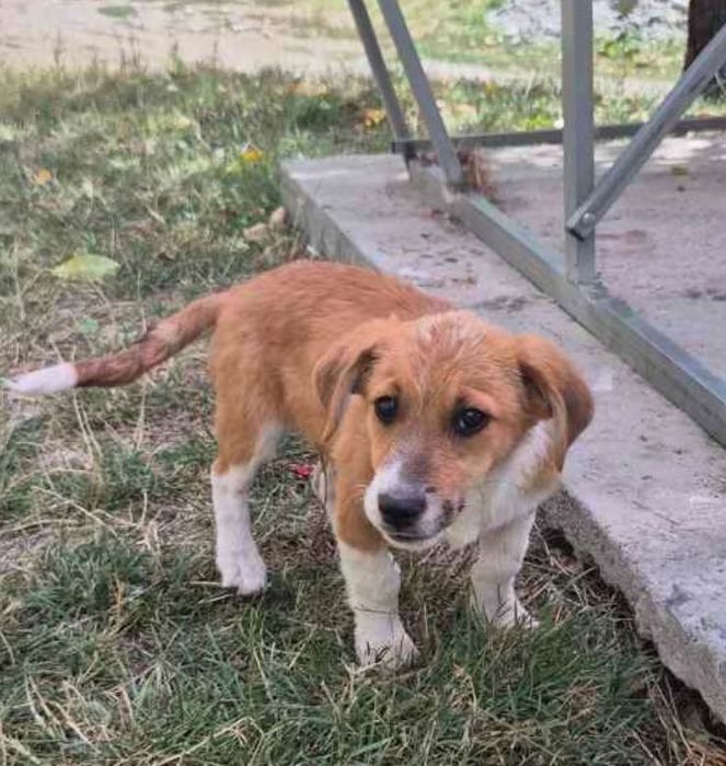 Мъжко кученце търси дом