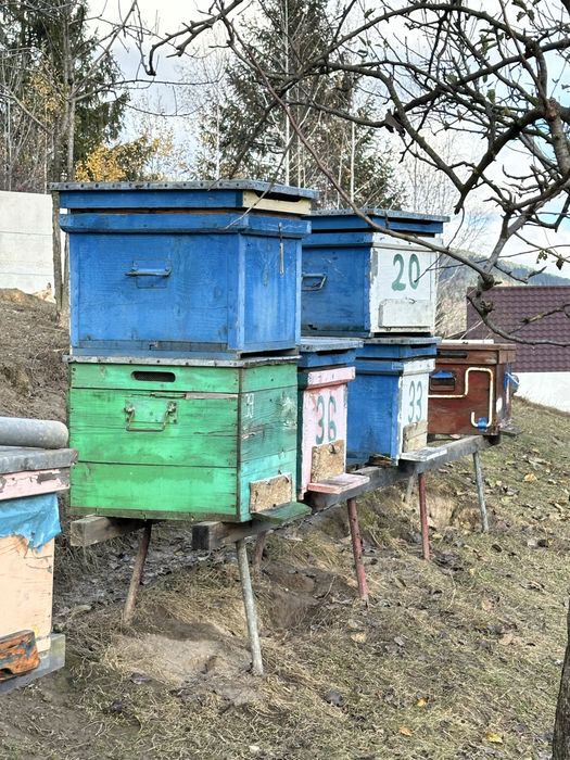 Lazi pentru albine pe 12 rame