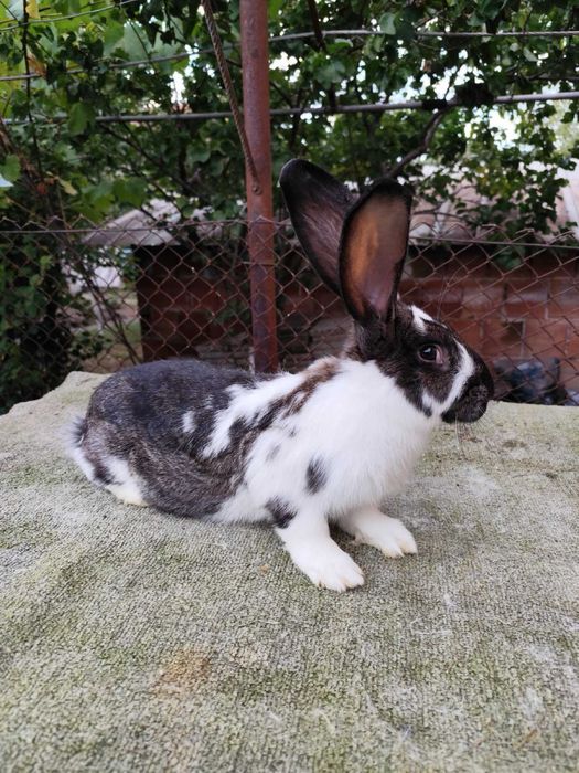 Продавам зайци и заешко месо