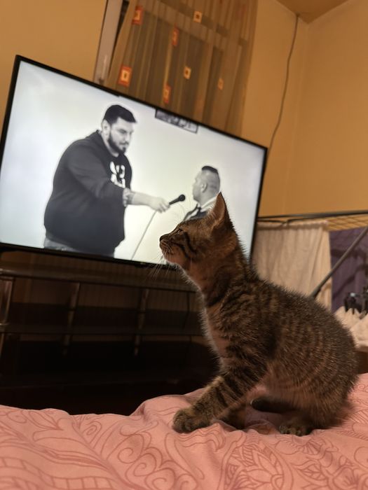 Motanel spre adoptie