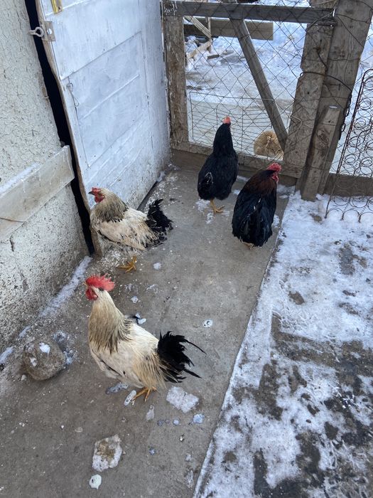 Әтештер сатылады