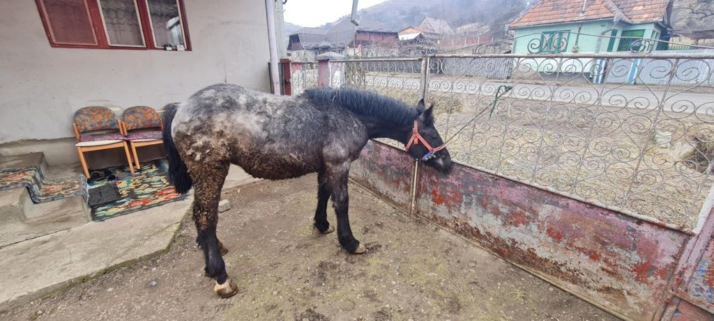 Mânz tânăr  de 7 pe 8 luni