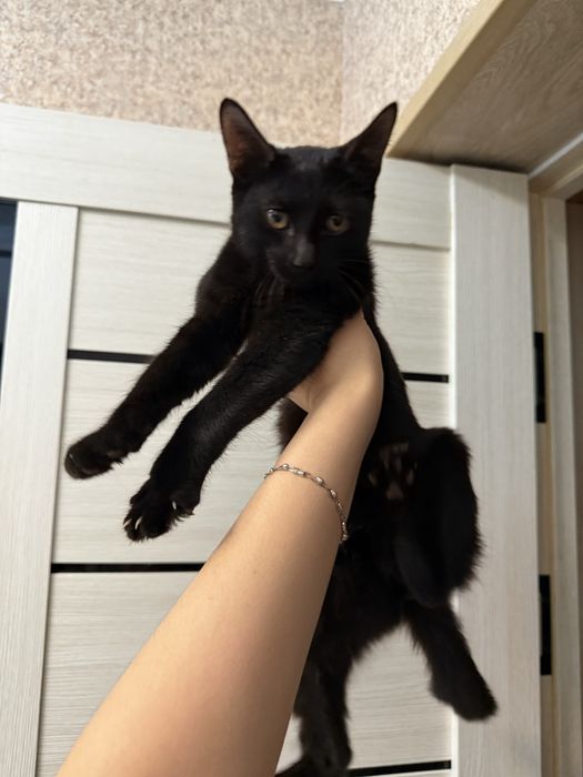 Отдам котёнка в хорошие руки