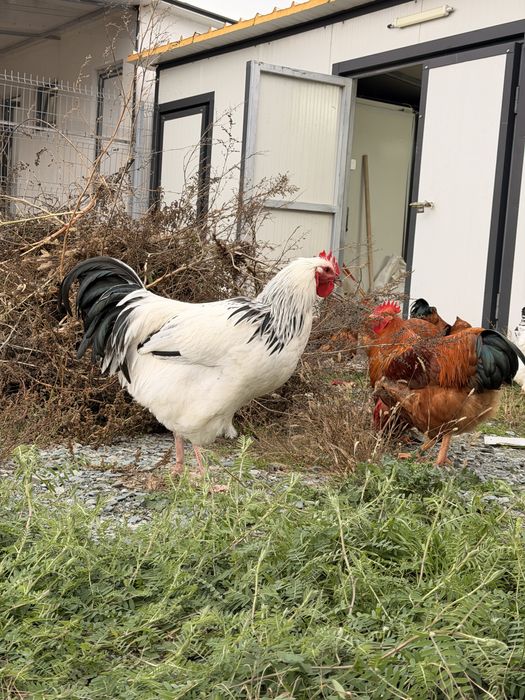 Vrea sa schimbe curtea