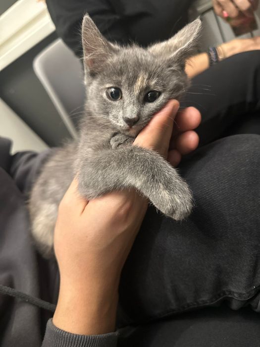 Отдам котёнка в добрые руки