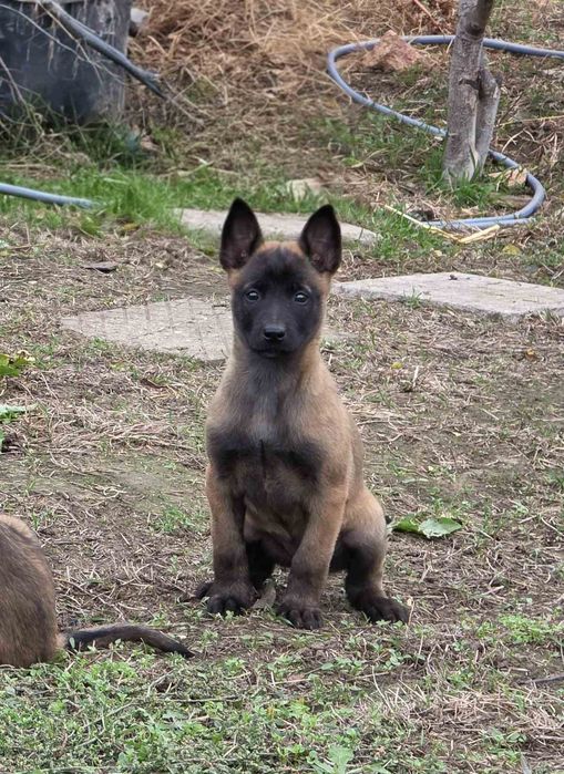 Белгийски овчарки малиноа