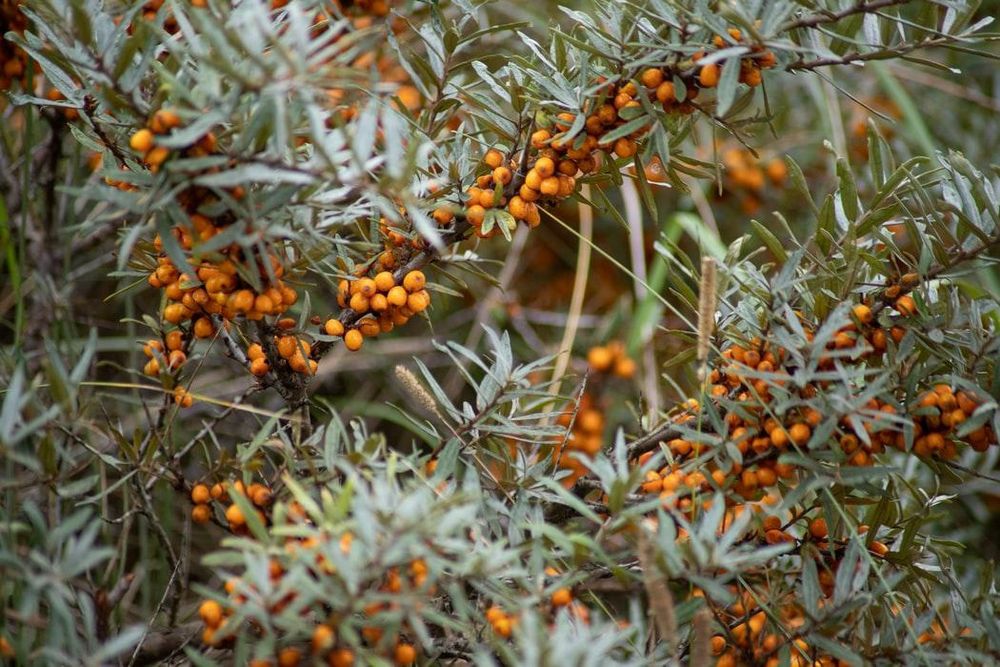 Arbusti Fructiferi (Catina Mascul )