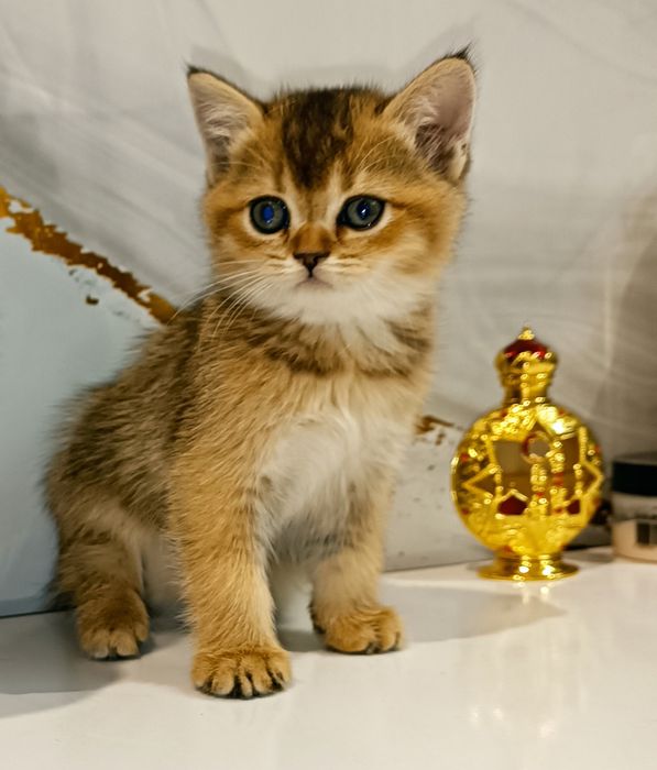 Шотландский котенок золотая шиншилла