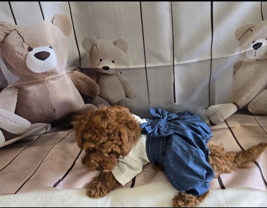 Пудел той / Мини Poodle toy с родословие