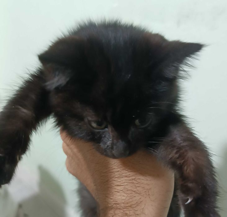 Отдам в добрые руки котенка / Mushukchani yaxshi qo'llarga beraman