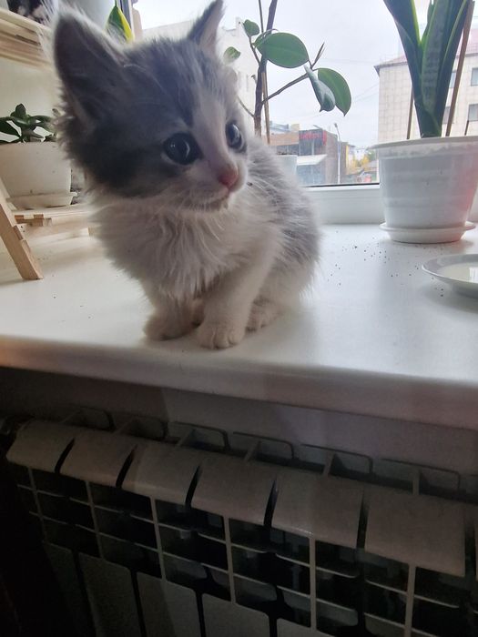 Отдам котёнка в хорошие руки