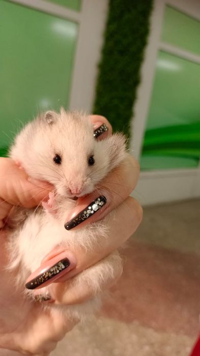 Сирийский хомяки