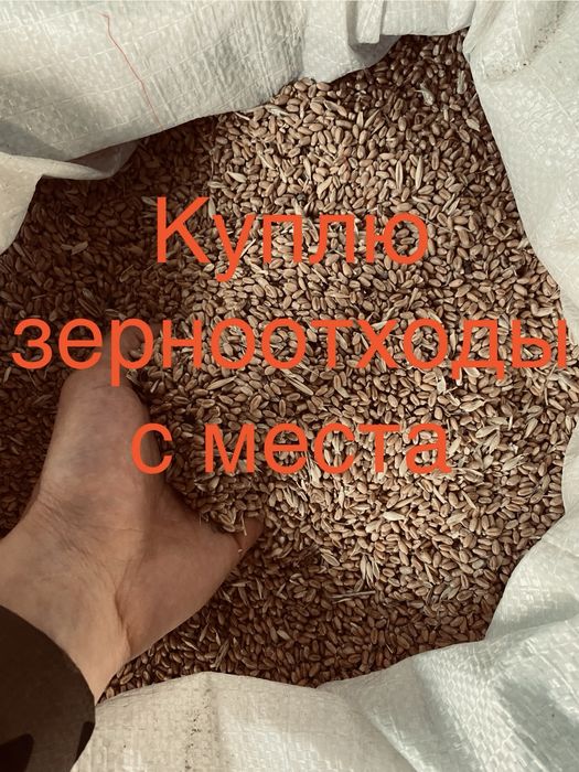 Зерноотходы, ячмень.овес,горох,и т.д