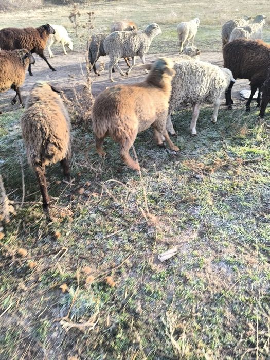 Семіз тоқтылар сатылады