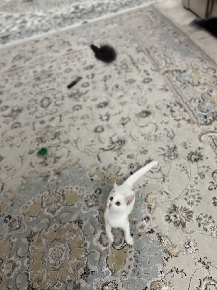 Продам котенка белого