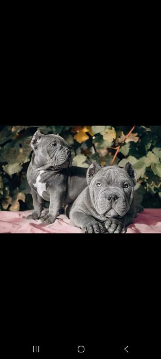 Американские булли